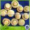 canned mushroom piece, chinese mushroom, canned mushrooms for sale