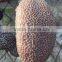 Vietnam High quality dried sea cucumber HACCP