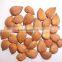 Organic Apricot kernel