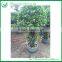 landscaping one layer ficus cage plants