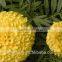 Hybrid F1 American pigment marigold seeds