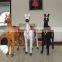 realistic Taxidermy Replica life size horse mannequin