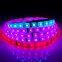 Новый продукт DC24V 5M DMX RGB светодиодная лента DMX512 умные светодиодные лампы