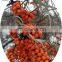 Sinocharm BRC Certified IQF Berries Fruit Frozen Sea Buckthorn