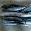 Frozen Bonito Fish New stock all size 2016