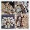 Vegetarian meat processing equipment/pr