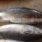2016 Grade A and Cheapest Bonito size 1-1.5kg or up from China