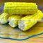 High-quality Frozen Sweet Corn by pro of safe and healthy food