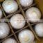 HIGH QUALITY FRESH COCONUT // SWEET WATER