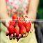 healthy and delicious strawberry chocolate snack food76
