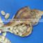 JSX organic white kidney beans Different size new crop white kidney beans