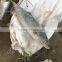 seafrozen STRIPED BONITO (Sarda Orientalis) . SARDA SARDA