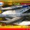 FROZEN BARRACUDA FISH WHOLE ROUND