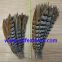 Reeves Pheasant Tail Feather from China