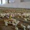 2016 hottest sale chicken and breeder used broiler breeding machine