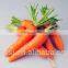 CO2 Supercritical Fluid Extraction Oil Carrot Oil