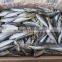 Whole Round Frozen Horse Mackerel Fish