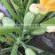 SQ16 Cuty very early maturity baby pick hybrid squash seeds