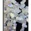 white shell cameo