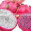 Dragon fruit in Vietnam is rich in nutrients at the best price