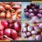 onion shucking machine