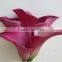 Various new coming flower calla lily with 2 flowers for decoration