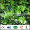 artificial screen leaf boxwood leaves vine plants