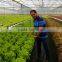 Hydroponics and Commercial Greenhouses for Desert and Semi-arid Tomato Lettuce Strawberry Production