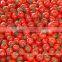 fresh tomato exporters in india/red tomato supplier