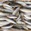 Frozen Sardine (6-8pcs/kg )