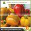 IQF Frozen Sweet Yellow Pepper Whole for Sale