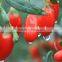 New Harvest High Quality Ningxia Natural Goji Berry