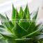 Beauty Products Aloe Vera Gel.