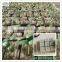 rockwool cubes for germination /plant propagation