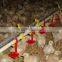 Automatic Pan Poultry Feeding System