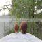 New Zealand's Indigenous Flightless Bird The Kiwi Bird