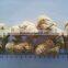 Feed Grade Concentrated Soy Protein