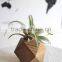 Teak Wood Planters