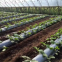 China Factory Wholesale Agriculture growing ground cover plastic mulching paper sheet agricultural mulch film