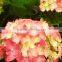 Fresh best selling hydrangea tulip flower bouquet