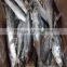 Frozen whole round IQF frozen Spanish mackerel fish