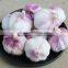 China Garlic Type and Common Cultivation Type fresh garlics