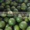 BEST QUALITY OF GREEN LEMON/LIME FROM VIETNAM