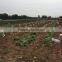 2015 Autumn Crop Potato