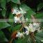Gurjun balsam oil