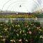 Agricultural Multi-Span Greenhouse