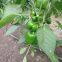 High-yielding Big Green Pepper Seeds Vegetable Seeds