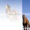 electric glass film smart glass film glass protective film                        
                                                Quality Choice