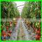 Suntex Anti-hail Net / Windbreak Net / HDPE Agricultural Net