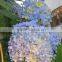 For New Year Decoration Wedding Bouquet Wholesale Natural White Hydrangea Bouquet From China